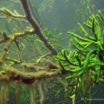 Moostierchen mit Süßwasserschwämmen, Moostierchen (Ectoprocta), Tauchen in Deutschland