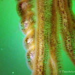 Moostierchen (Ectoprocta), Tauchen in Deutschland