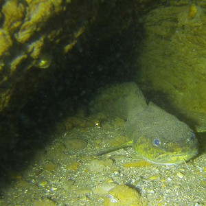 In Höhle