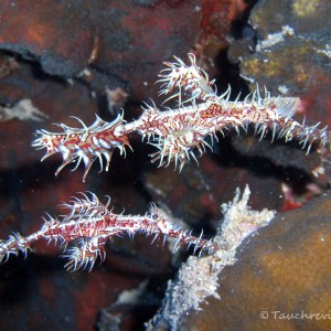 Geisterfetzenfisch