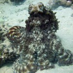 Krake Oktopus, Tauchen in Ägypten, Safaga, Tauchen im Roten Meer