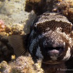 Kugelfisch, Tauchen in Ägypten, Safaga, Tauchen im Roten Meer