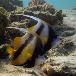 Wimpelfisch, Tauchen in Ägypten, Safaga, Tauchen im Roten Meer