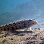 Sandbarsch, Tauchen in Ägypten, Safaga, Tauchen im Roten Meer