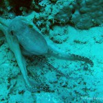 Krake Oktopus, Tauchen in Ägypten, Safaga, Tauchen im Roten Meer