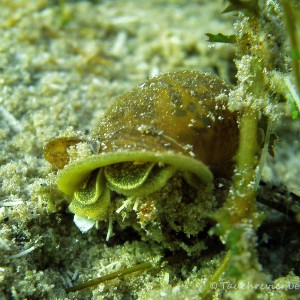 Ohrschlammschnecke mit auffälligen Flecken