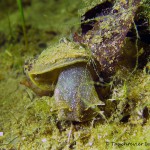 Ohrschlammschnecke