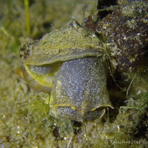 Ohrschlammschnecke