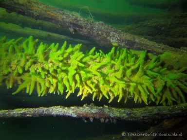 2014_Schwaemme (201)