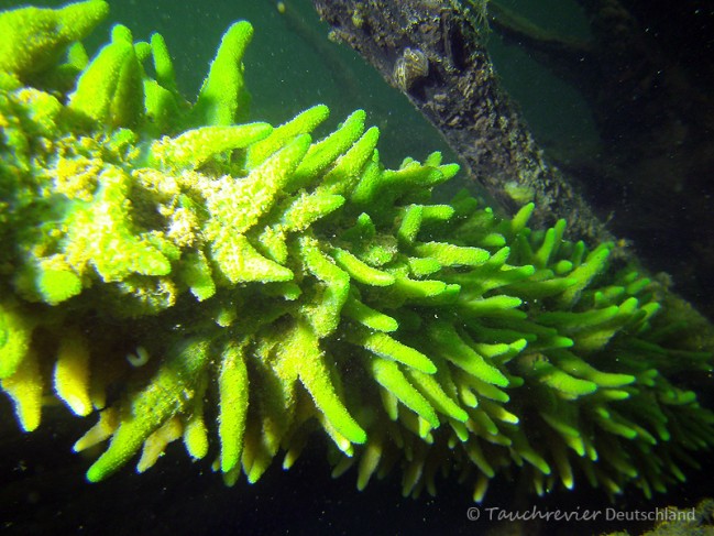 2014_Schwaemme (202)