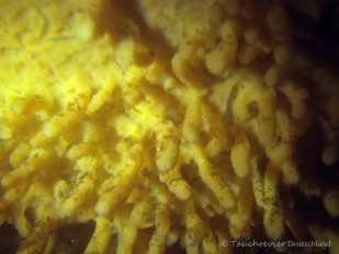 2014_Schwaemme (203)