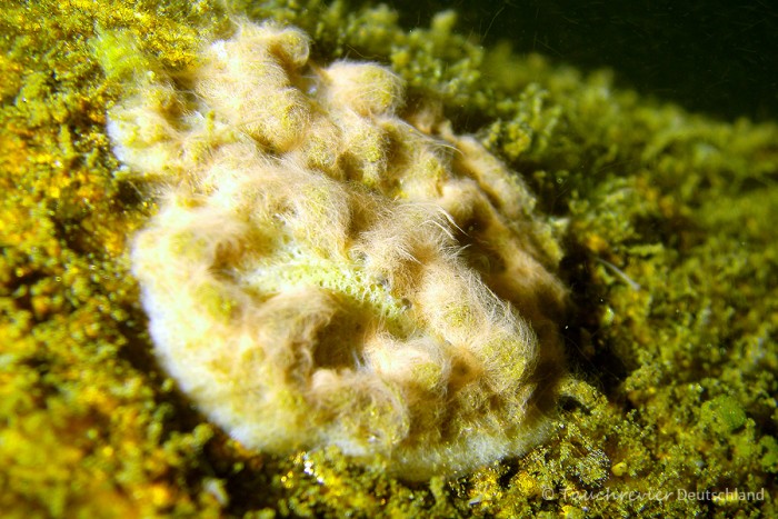 2014_Schwaemme (205)