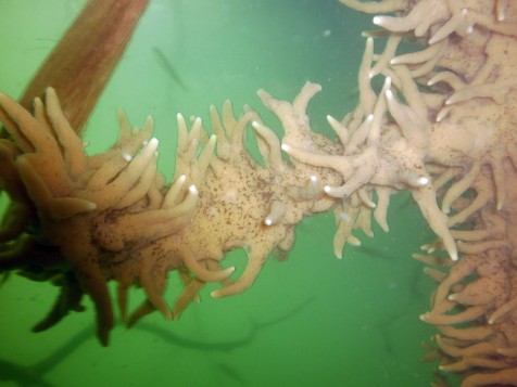 2014_Schwaemme (206)