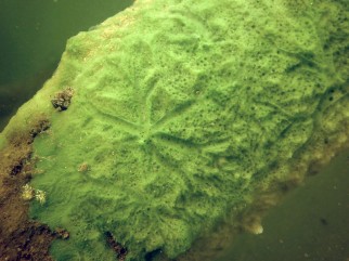 2014_Schwaemme (207)