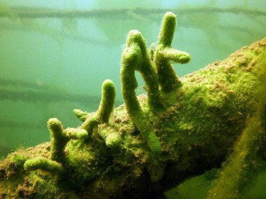 2014_Schwaemme (208)