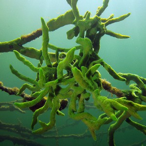 Geweih-Süßwasserschwamm