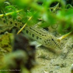 Steinbeißer (Cobitis taenia), Dorngrundel, Tauchen im Werbellinsee