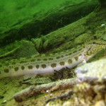 Steinbeißer (Cobitis taenia), Dorngrundel, Tauchen im Werbellinsee