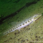 Steinbeißer (Cobitis taenia), Dorngrundel, Tauchen im Werbellinsee