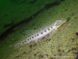 2014_Steinbeisser (102)