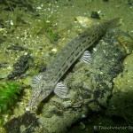 Steinbeißer (Cobitis taenia), Dorngrundel, Tauchen im Werbellinsee