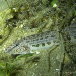 Steinbeißer (Cobitis taenia), Dorngrundel, Tauchen im Werbellinsee