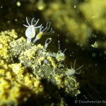 Süßwasserpolypen, Süsswasserpolypen, Hydra, Tauchen in Deutschland