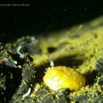 Süßwasserpolypen, Süsswasserpolypen, Hydra, Tauchen in Deutschland