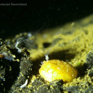 Polypen Helenesee