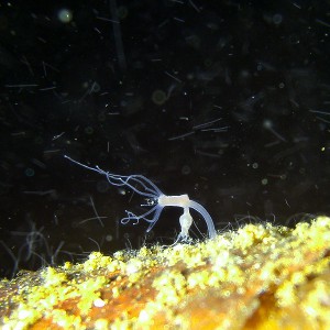 Polypen Helenesee