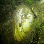 Teichmuschel im Sand, Teichmuschel (Anodonta), Tauchen in Deutschland