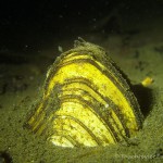 Teichmuschel im Sand, Teichmuschel (Anodonta), Tauchen in Deutschland