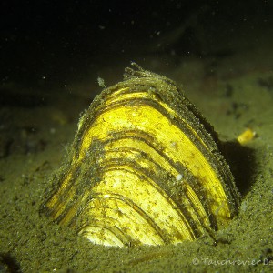 Teichmuschel im Sand