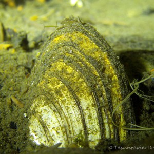 Teichmuschel im Sand