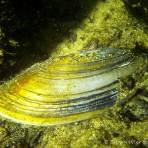 Teichmuschel im Sand