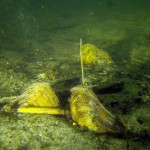 Teichmuschel mit Syphon, Teichmuschel (Anodonta), Tauchen in Deutschland