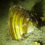 Teichmuschel im Sand, Teichmuschel (Anodonta), Tauchen in Deutschland