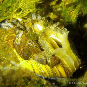 Teichmuschel mit Dreikantmuschelbesatz