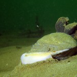 Teichmuschel mit Fuß im Sand, Teichmuschel (Anodonta), Tauchen in Deutschland