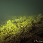 Stienitzsee Seegrund, Tauchen im Stienitzsee, Tauchen in Brandenburg