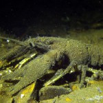 Amerikanischer Flußkrebs (Kamberkrebs), Tauchen im Stienitzsee, Tauchen in Brandenburg