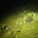 Wandernde Teichmuschel, Tauchen im Stienitzsee, Tauchen in Brandenburg