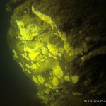 Süßwasserschwamm Brutknospen (Gemmulae), Tauchen im Stienitzsee, Tauchen in Brandenburg