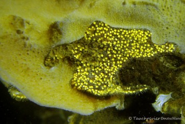 2015_01_02_Stienitzsee_105