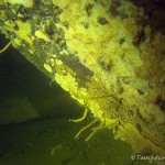 Süßwasserschwamm Brutknospen (Gemmulae), Tauchen im Stienitzsee, Tauchen in Brandenburg