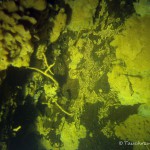 Süßwasserschwamm, Tauchen im Stienitzsee, Tauchen in Brandenburg