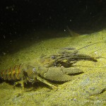 Amerikanischer Flußkrebs (Kamberkrebs), Tauchen im Stienitzsee, Tauchen in Brandenburg