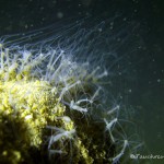 Süßwasserpolypen, Süsswasserpolypen, Hydra, , Tauchen im Stienitzsee, Tauchen in Brandenburg