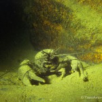 Amerikanischer Flußkrebs (Kamberkrebs), Tauchen im Stienitzsee, Tauchen in Brandenburg