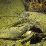 Amerikanischer Flußkrebs (Kamberkrebs), Tauchen im Stienitzsee, Tauchen in Brandenburg